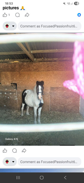 Gypsie cob cross Shetland