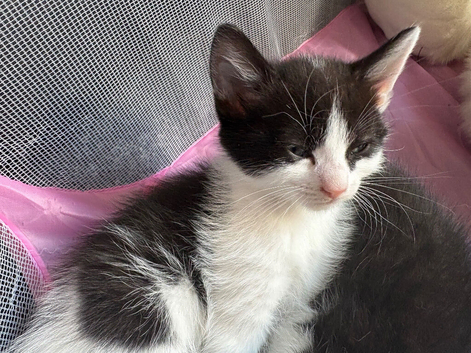 2 males 1 female kittens for sale ready to go to there new home now