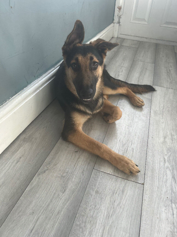 German Shepard cross Belgian malli