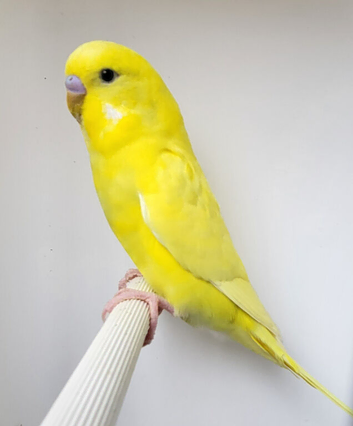 Beautiful Budgies - Various colours