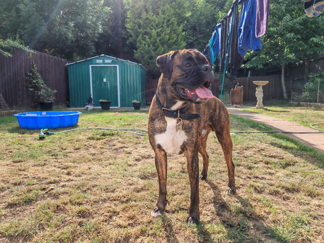 tiger brindle boxer for stud