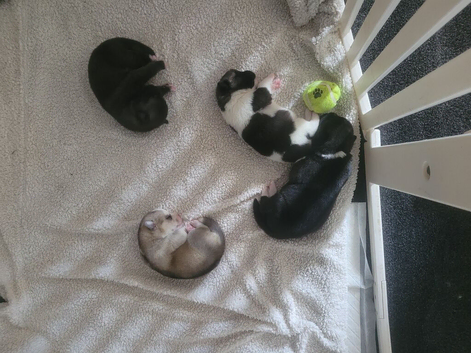 X4 American akita puppies