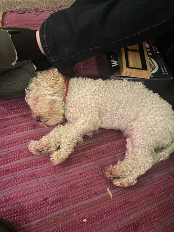 Teddy Toy Poodle