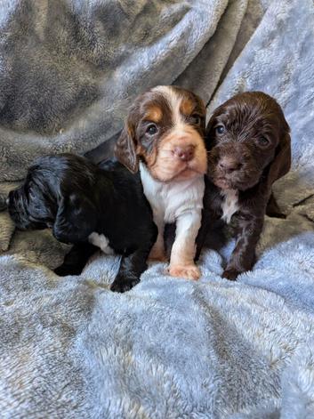 Cocker spaniel puppies