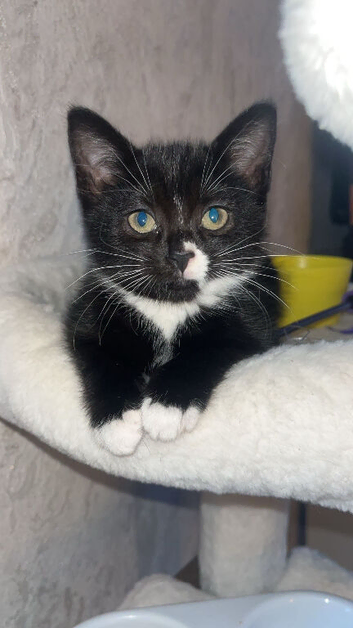Female kitten read to leave
