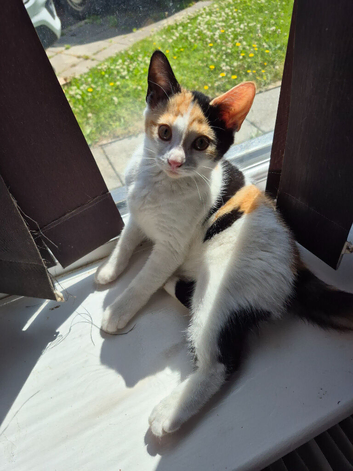 Kittens for sale