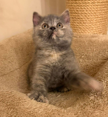 Tica Cinnamon carrier blue cream female
