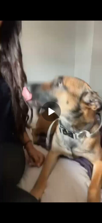 Female malanois unspayed