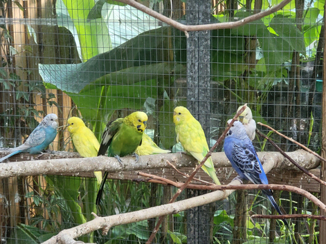 Budgies for sale