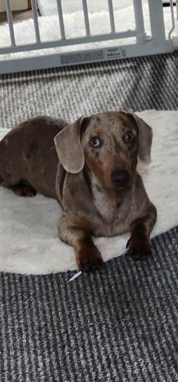 Rolo