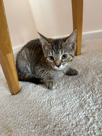 Kittens 11weeks old