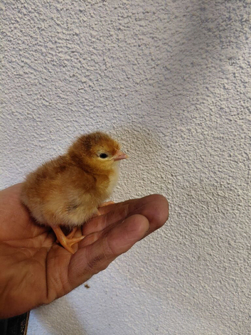 Day old rhode island red  chicks