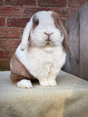 Adult mini lop buck