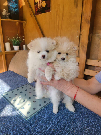 KC Line Pomeranian Puppies &ndash; Ready Early May | Vaccinated & Microchipped