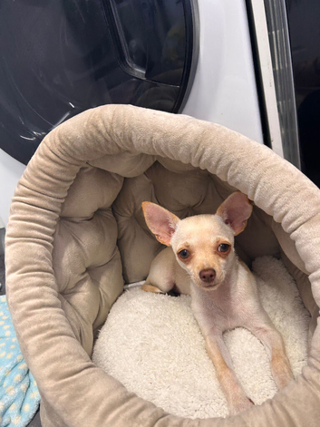 Chihuahua puppy