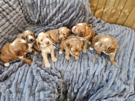 Beautiful Cockerpoo Puppies