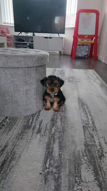 Yorkie for sale