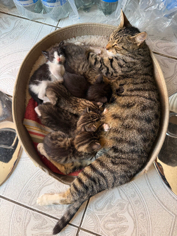 Six Beautiful Kittens