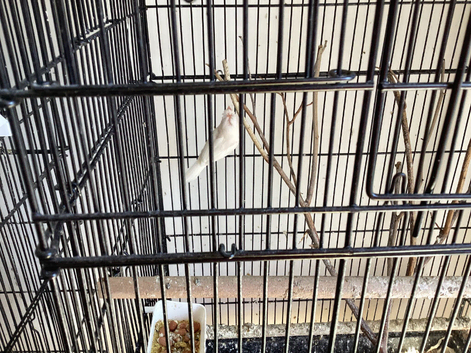 White albino crested Bengalese finch &pound;8