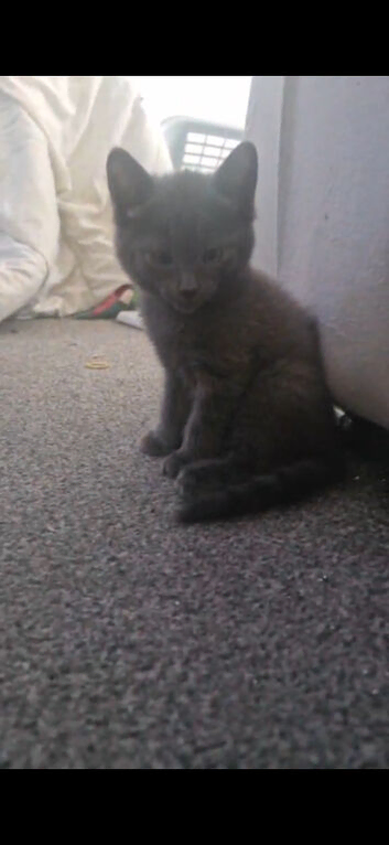 2 kittens ready for new homes.
