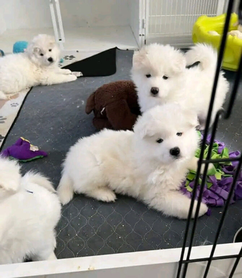 Healthy Samoyed Puppies For Sale