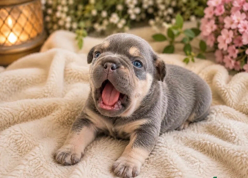 Beautiful French Bulldog Puppies