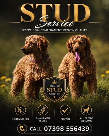 Kc health tested red miniature poodle stud