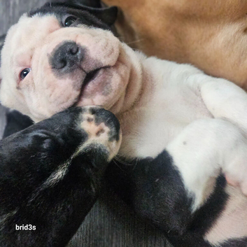 Beautiful sharpei x American bulldog puppies