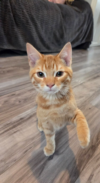 Pixie bob mixed kittens ready now