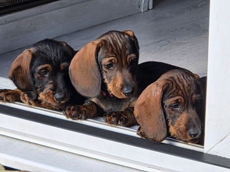 Home Raised Standard Dachshund