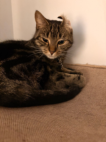 Kitten