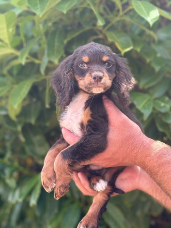 Cocker spaniel puppies