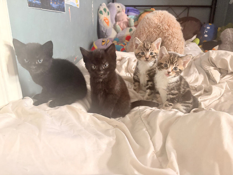 Four kittens