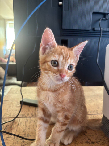 Kitten for sale