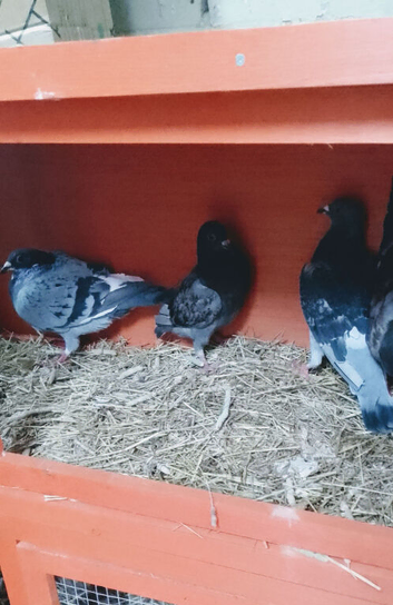 X4 pigeons for sale &pound;10 each