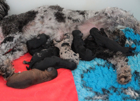 Health tested miniature poodle puppies