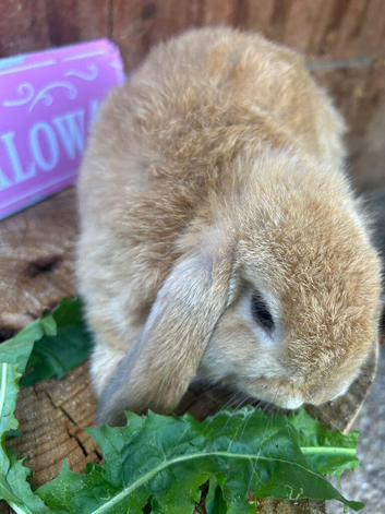 Pure Bred Mini Lops for sale