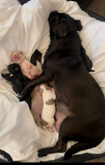 6 adorable babies, loving homes only!