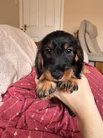 5 Standard Wire Haired Daschunds