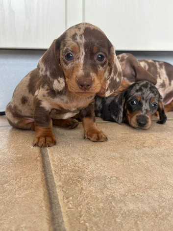 Isabella dachshund puppies