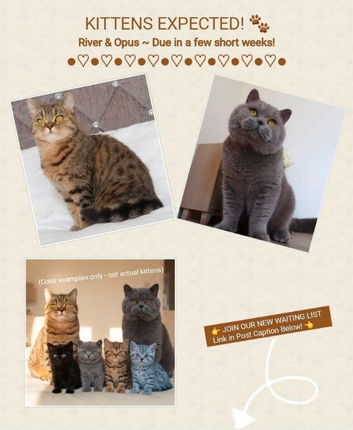 Registered kittens coming soon ️