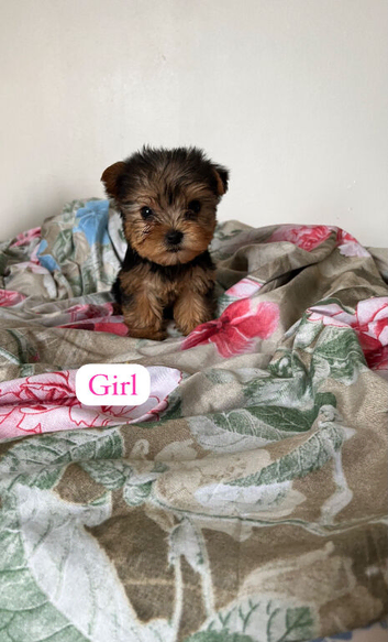 Beautiful Yorkshire terrier puppies