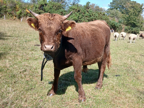 16 month old dun dexter bull