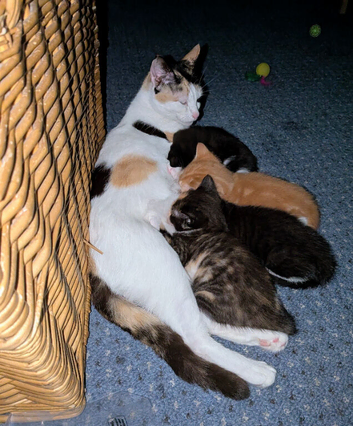 Beautiful ragdoll x kittens