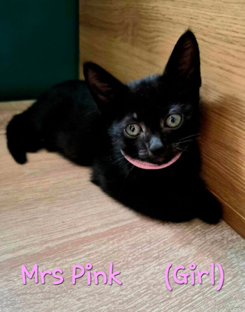 British shorthair x spynx Kittens