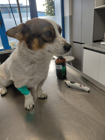 JESSICA - A LITTLE STREET SURVIVOR WITH A HUGE HEART