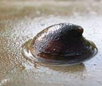 Limpet snails