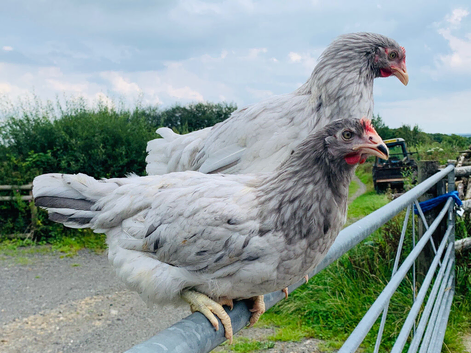 Lilac splash marans