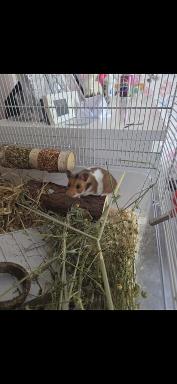 Syrian hamster