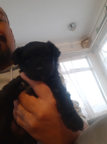 Male mini yorkie poo